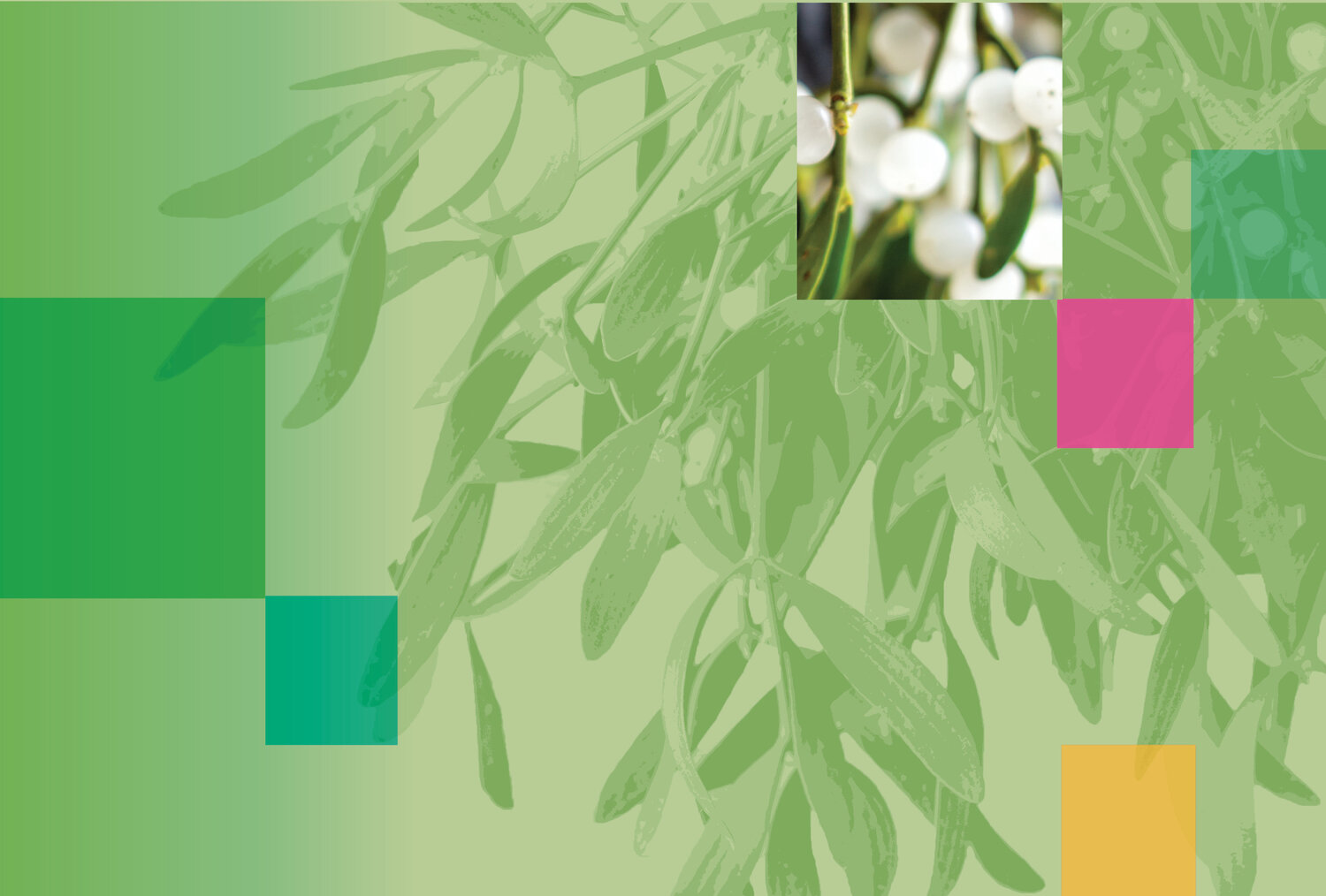 Mistletoe information